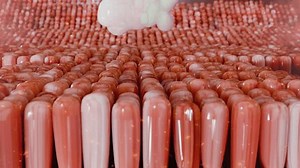 Food Digestion Small Intestine Wall Nutrient Stock Footage Video (100% Royalty-free) 3611449309 | Shutterstock