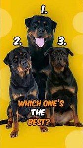 3 Types of Rottweilers and which one's are the best #rottweiler #rottweilercare