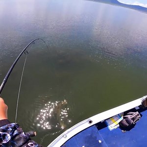 Watch the Flick Prawn get a second chance in this big barra battle! 🐟 With an epic action and an ultra realistic presentation…this lure is too JUICY to refuse! 🦐 Shop now 👉 bit.ly/flick-prawn | Chasebaits Australia