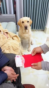 351K views · 5.2K reactions | This dog is quite difficult to fool... Tok Animals Book Pets's debut plan Animals on Tik Tok #doglife #cute #funnyvideo #doglover #funnyreels #petlovers #petcare #fun #pet #animals #dog | Coco Coco | Facebook