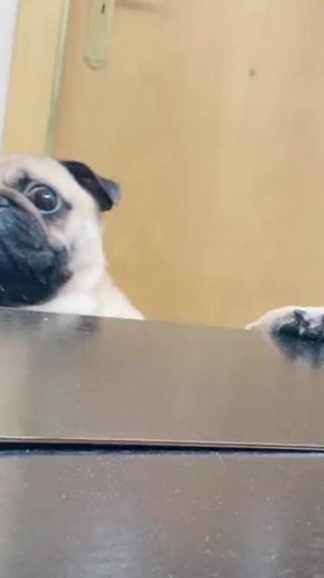 Playful Puppy Interacting with Table Objects