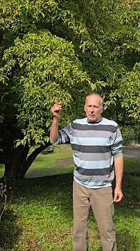Kousa Dogwood Fruit (cornus kousa) #arboretum #gardening #fruittrees #adventure #fruit #exotic #wow