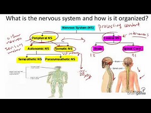 8 1 The Nervous System Structure and Function