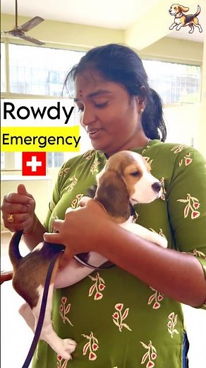 Beagle dog 2nd vaccination #dog
