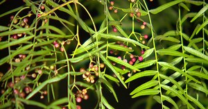 Hundreds of Pepper Trees coming down in Coronado