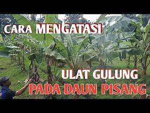 THE KEY TO SUCCESSFUL BANANA GARDENING part 8 || HOW TO GET RID OF BANANA LEAF ROLLING CATERPILLARS