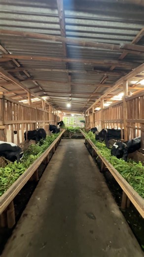 Peternakan Kambing Etawa di Kopastama Farm