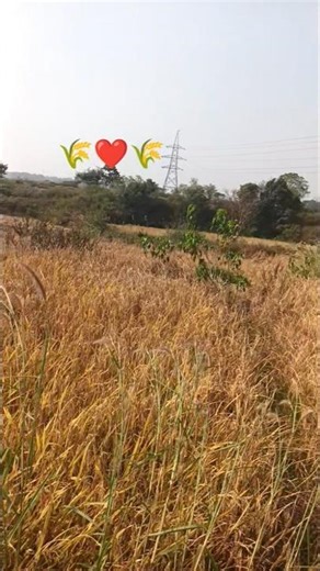 chale hi jana h #hindishortsvideos #villagerlifestyle #shortvideo 🌿🌾🌿