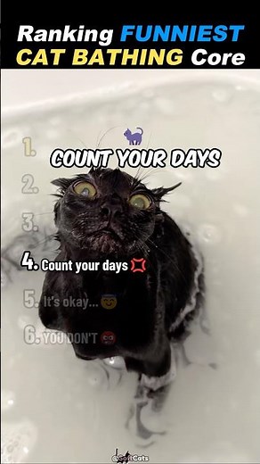 Ranking FUNNIEST CAT BATHING MOMENTS!🛁🧽