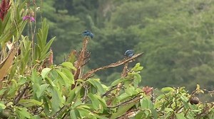 Blue Dacnis Couple Feed Rainforest Canopy Stock Footage Video (100% Royalty-free) 19052995 | Shutterstock