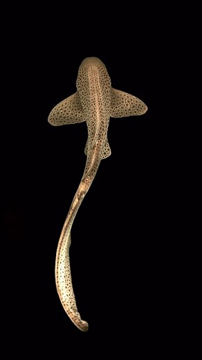 Kendall | Ocean Wildlife Photographer on Instagram: "Leopard shark or zebra shark, what do you call them where you are from? 🐆 🦓 Leopard sharks (Stegostoma fasciatum) are also known as zebra sharks due to their distinctive appearance, with dark spots and stripes on a lighter background, resembling a leopard print. Unlike other sharks, leopard sharks are bottom-dwellers and are often found in shallow coastal waters, coral reefs, and sandy flats in the Indo-Pacific region. Did you know? 🦈 These