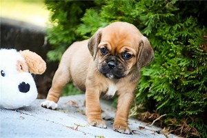 Iona - Puggle Puppy 09564C