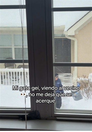 My Gay Cat Watching the Neighbor