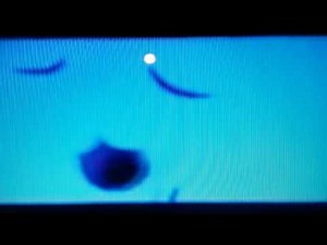 Nick jr face practices his coyote call