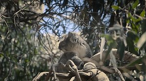 Koala Sitting On Eucalyptus Tree Branch Stock Footage Video (100% Royalty-free) 3818727455 | Shutterstock