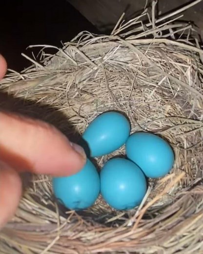 DAY 24-JUNE 17th-Candling Robin Eggs 1 Day Before Hatching