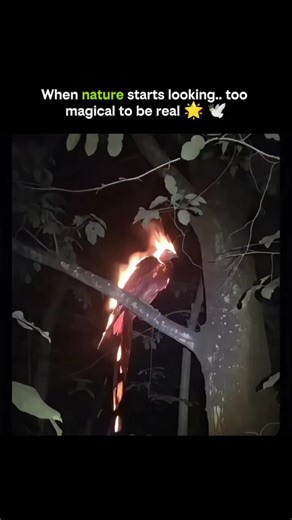 SCIENCE IN INFINITY WAY on Instagram: "This video is made by AI, yet it’s heart-shaking 🐦🔥🌌. A bird engulfed in fire, glowing against the night, isn’t real—but AI recreates emotion, motion, and surreal visuals that stir the imagination. This blends computer vision, generative algorithms, and digital artistry, showing how technology can simulate reality while amplifying symbolism. While it’s virtual, it reminds us of the power of storytelling through science and tech, evoking feelings as stron