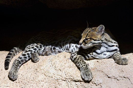 Rare Ocelot Caught on Camera in Arizona, the First Sighting in Its Area for 50 Years