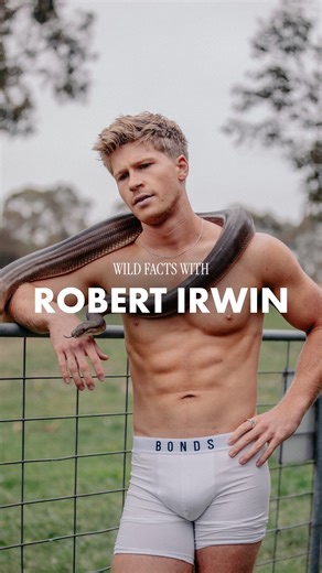 BONDS on Instagram: "Part 2: Wild Facts with @robertirwinphotography. Today’s guest is none other than Tinkerbell, the Olive Python 🫒🐍 Robert wears the Originals Boxer (Mid Trunk for the Aussies), we don’t have undies for pythons like Tinkerbell, though. Available in AUS, NZ, USA and on Amazon.com via link in bio. #BondsAus #BondsUSA #BrandAmbassador #RobertIrwin #BTS #MadeForDownUnder #GdayUSA [ID: Video reel shows Robert Irwin talking to camera wearing white Bonds Originals Boxer/Trunk with 