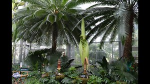 Biggest corpse flower in U.S. Botanic Garden history begins to open