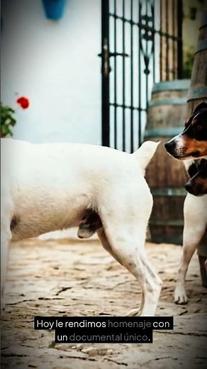EL PERRO DE LAS BODEGAS: La historia del Ratonero Bodeguero Andaluz #shorts #perros