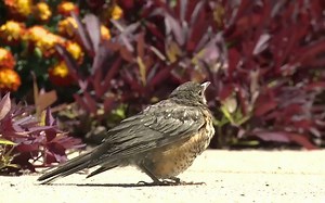 人类首次近距离拍到小鸟自然死亡