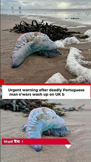 Urgent warning after deadly Portuguese man o'wars wash up on UK beach