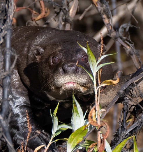 Discover the Adorable North American River Otter
