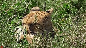 3.8K views · 106 reactions | RUTHLESS Hunting Moments of Big Cats #2 Pet Spot | Exploring Wild Nature | Facebook