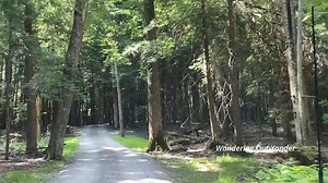 5.8K views · 74 reactions | Cook Forest State Park PA Scenic Forest Loop Drive | Wandering Out Yonder | Facebook
