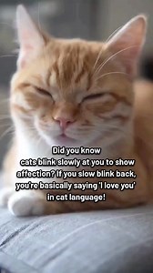 24K views · 527 reactions | Does your cat slow blink you?  . . . #catreel #cutecat #catreels #catlove #mycat #catparent | Ask My Cats | Facebook