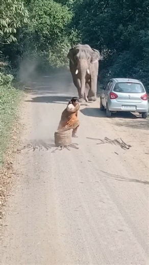 Lakdi Le Ja Rahi Aurat Ke Peeche Dauda Hathi😱