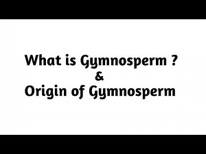 What is Gymnosperm ? | Origin of Gymnosperm