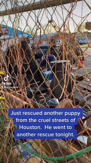 Rescue Dogs Finding Forever Homes