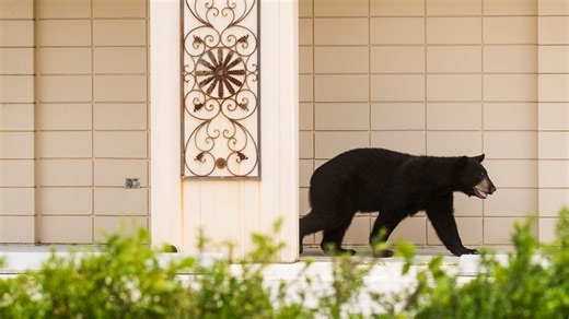 Florida bear hunt: conversation is passionate. Here's what both sides are saying about it