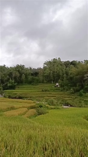 vibes pagi di pedesaan pelosok garut 🥰🔥 #exsploregarut #kampunghalaman #pedesaan #garutvibes #suasanapagipedesaaan