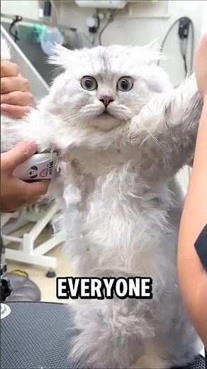 Why You Should Never Shave Your Cat in Summer