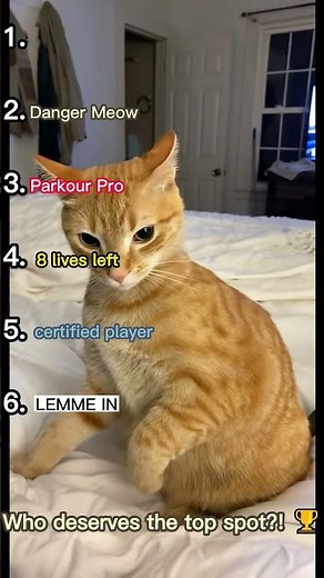 Top 6 HILARIOUS Cat Fails Ranked! 😂🐾 You Won't Stop Laughing!