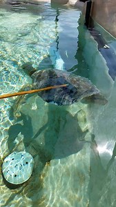 18K views · 633 reactions | Just like we shed skin by scratching an itch, sea turtles shed what are called 'scutes'. You can see how much our sea turtles love to have their shells groomed by our keepers to help them shed their scutes! #turtallyadorable #turtletuesday | Living Coast Discovery Center | Facebook