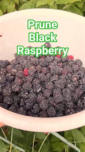Pruning Black Raspberries for Better Yields and Healthier Plants