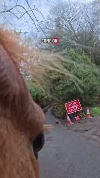 Leo cam! I attached my ‪@insta360‬ go Ultra using the magnetic clip to my horse! #insta360goultra