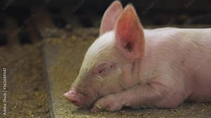 Cute little beautiful pig lie, rest in a farm, domestic animal, go vegan save animals