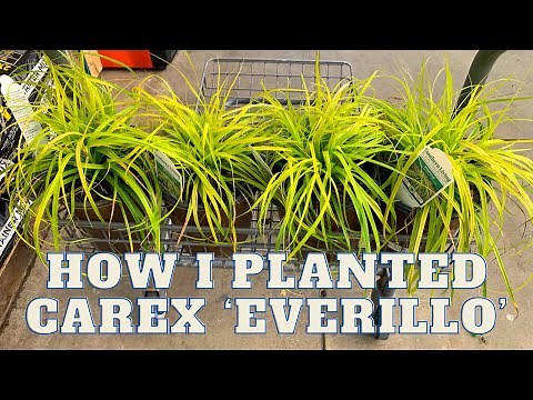 How I planted a dozen Carex ‘Everillo’