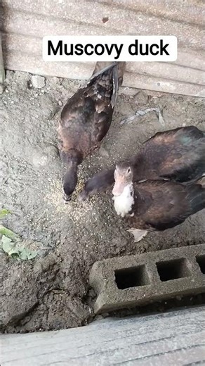 feeding my Muscovy ducks #investments #backyardfarming #muscovyduckfarming
