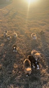 In case your day needed a gaggle of running corgi puppies ❤️ Looking for a puppy of your own? Connect with responsible breeders on the Good Dog app 💫 (Special thanks to: Wilson Ranch Corgis) | Good Dog