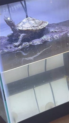 Turtle startled while standing on basking log in Frederick, Maryland, USA