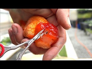 Doing SURGERY on a GOLDFISH - Stevie Wonder gets a Wen Trim