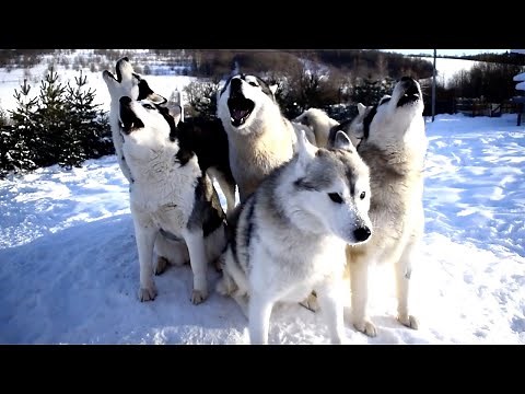 Pack Of Huskies Howl Birthday Song | ADORABLE DOG VIDEO