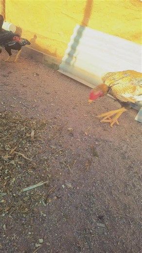 Top Beautiful Chickens from Our Farm