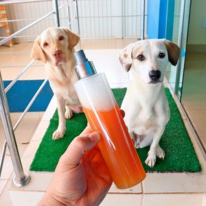 2.2M views · 14K reactions | Your PET will never pee in the wrong place again after this INCREDIBLY potent mixture. | My Tips Book | Facebook